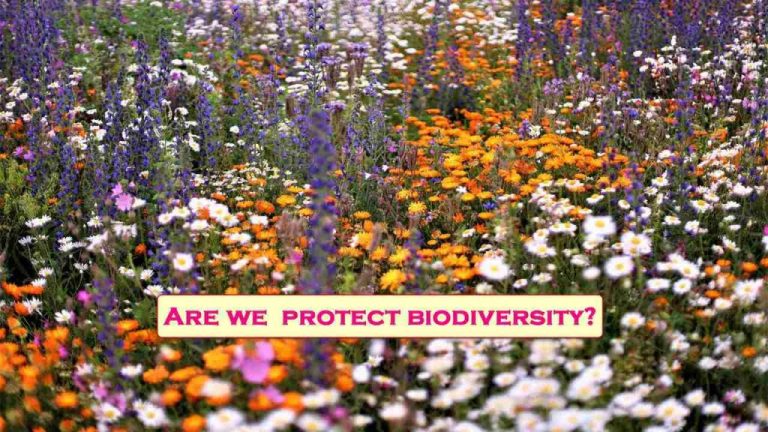 Are we doing enough to protect biodiversity?