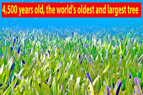 The biggest plant in the world was found.