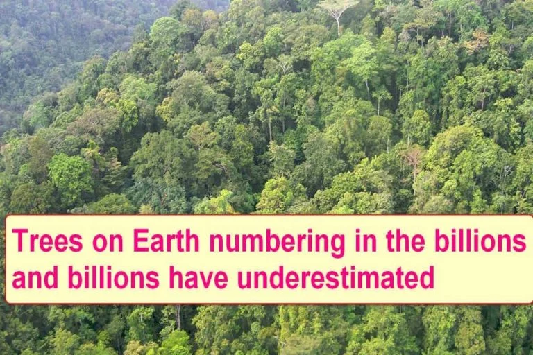 There are more tree species on Earth than we previously imagined.