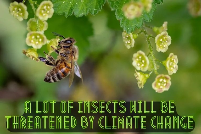 A new study says that climate change may kill 65 percent of insects on Earth